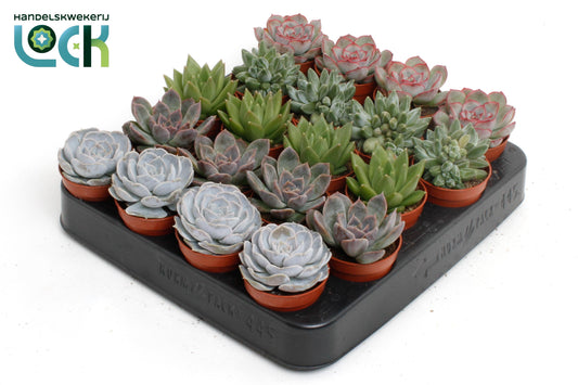 Echeveria mix 10cm 505cm Pot