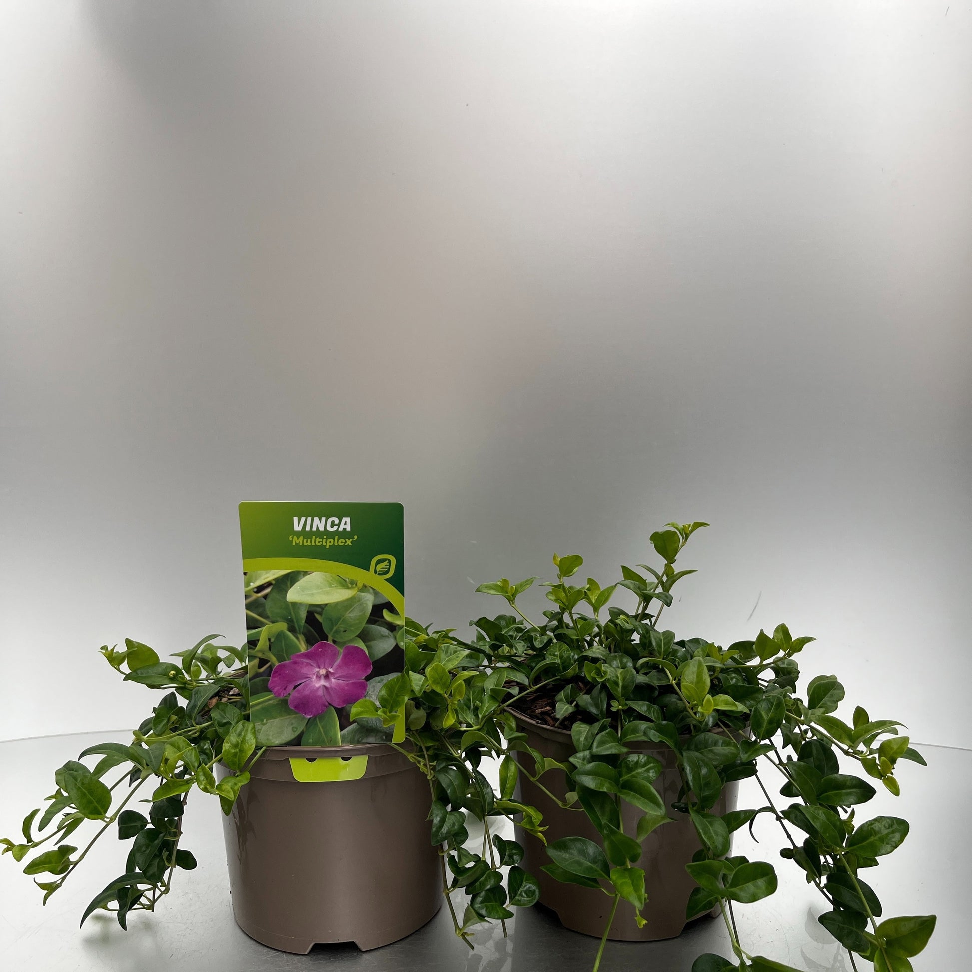 Vinca min. Multiplex 20cm 17cm Pot
