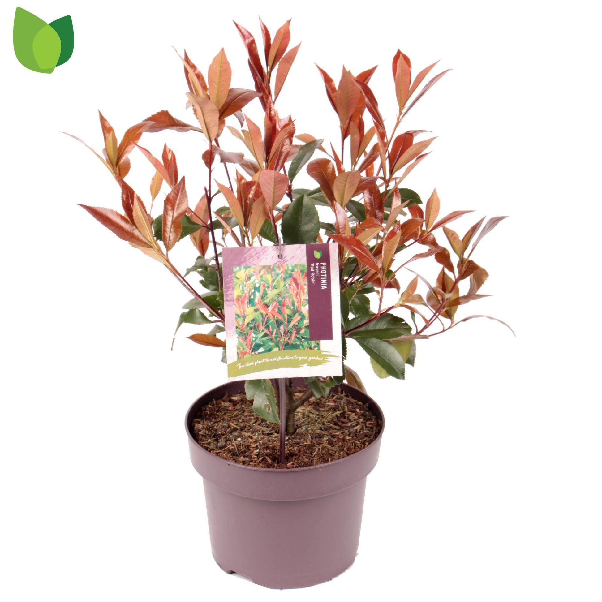 Photinia fra. Red Robin 50cm 23cm Pot