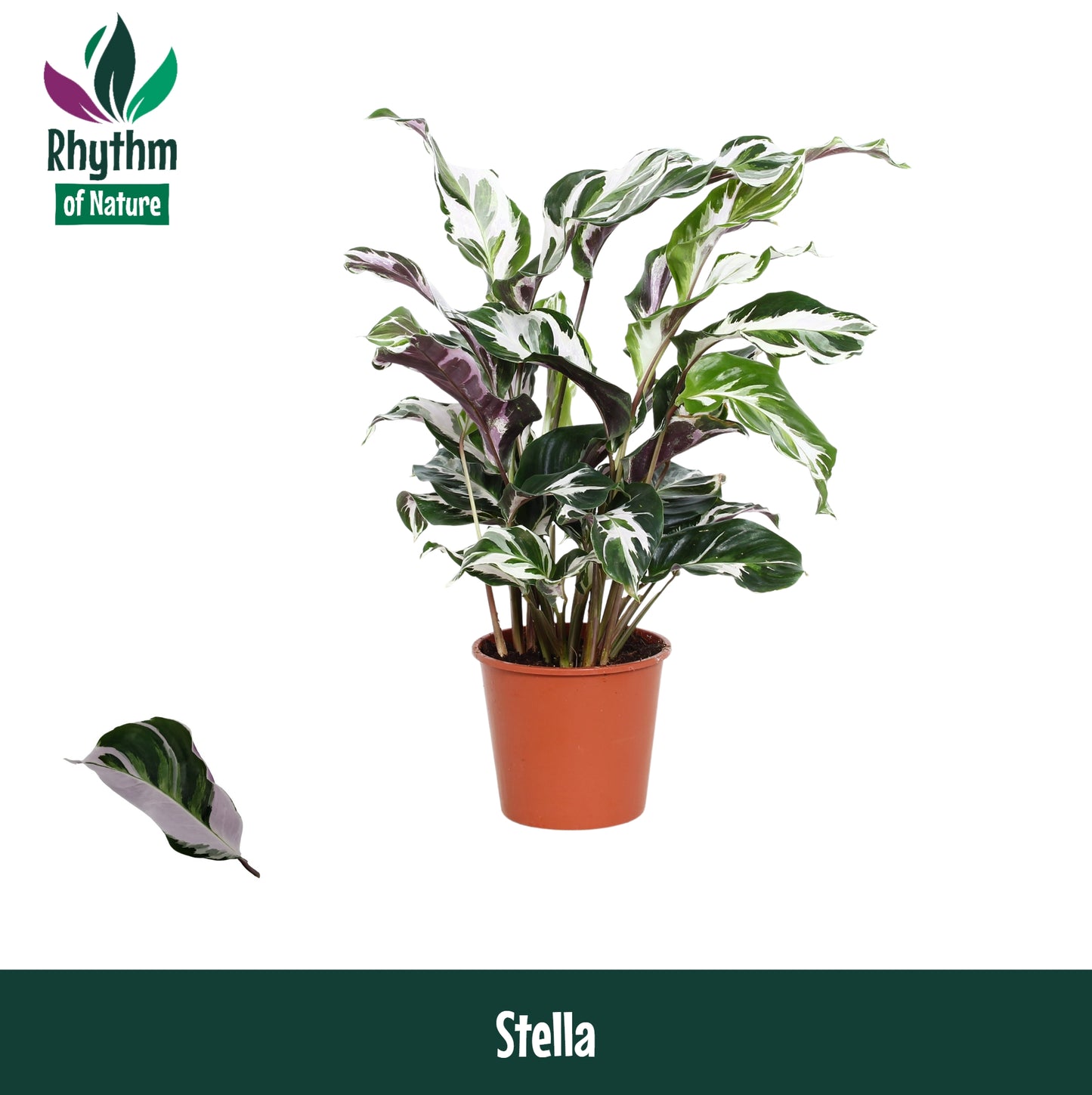 Calathea Stella 45cm 14cm Pot