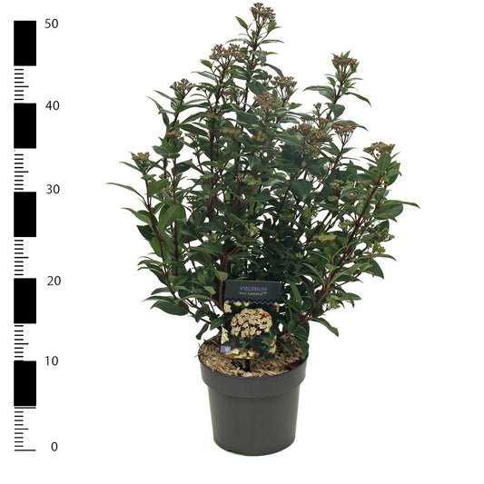 Viburnum tinus Spirit 30cm 17cm Pot