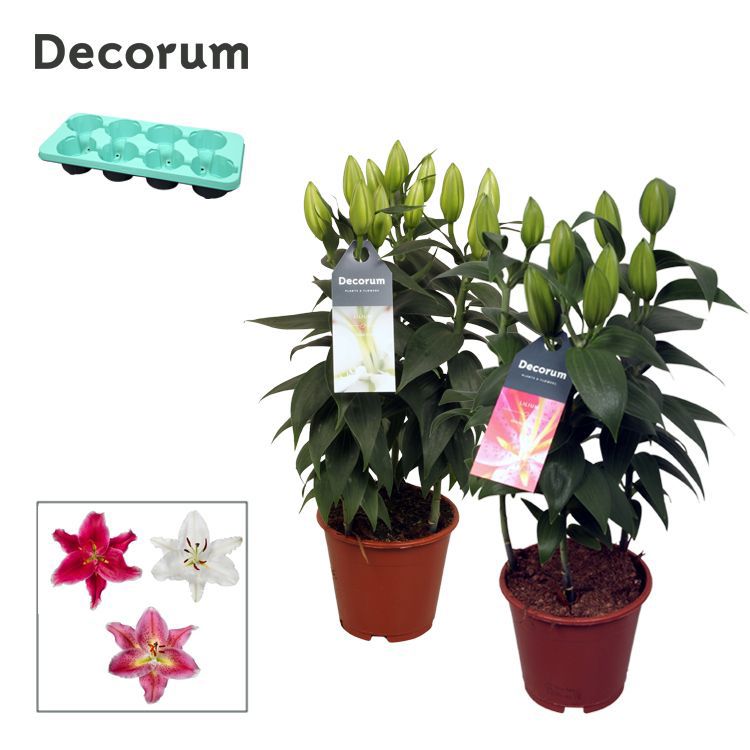 Lilium oriental mix 40cm 13cm Pot
