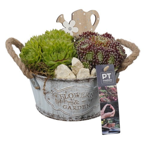 PTS7336 Arrangementen Sempervivum 18cm 16cm Pot