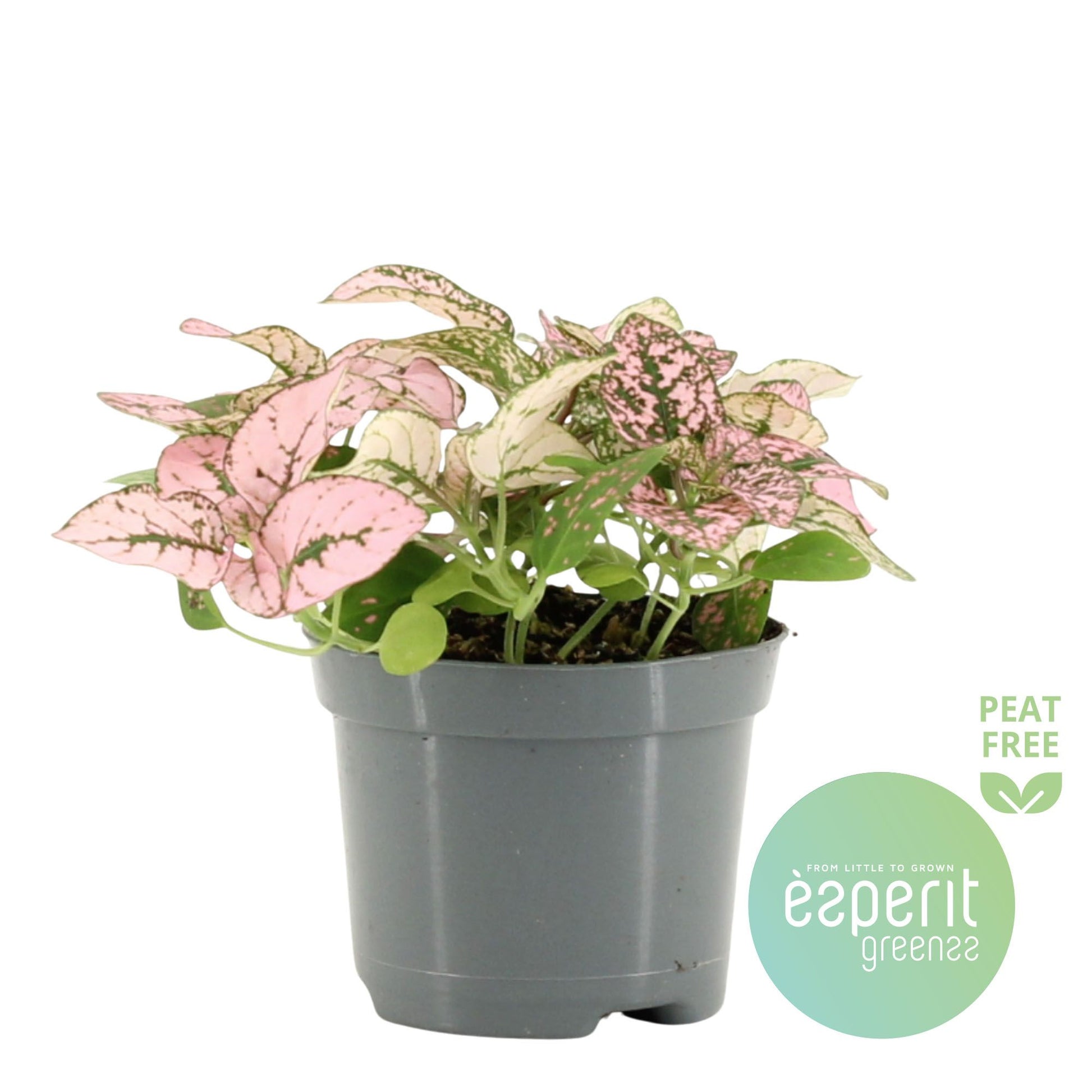 Hypoestes pink 10cm Special Pot (508)