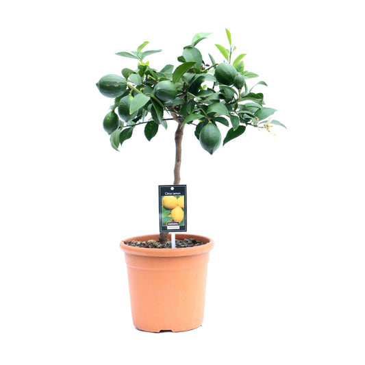 Citrus mey. Meyer 70cm 22cm Pot