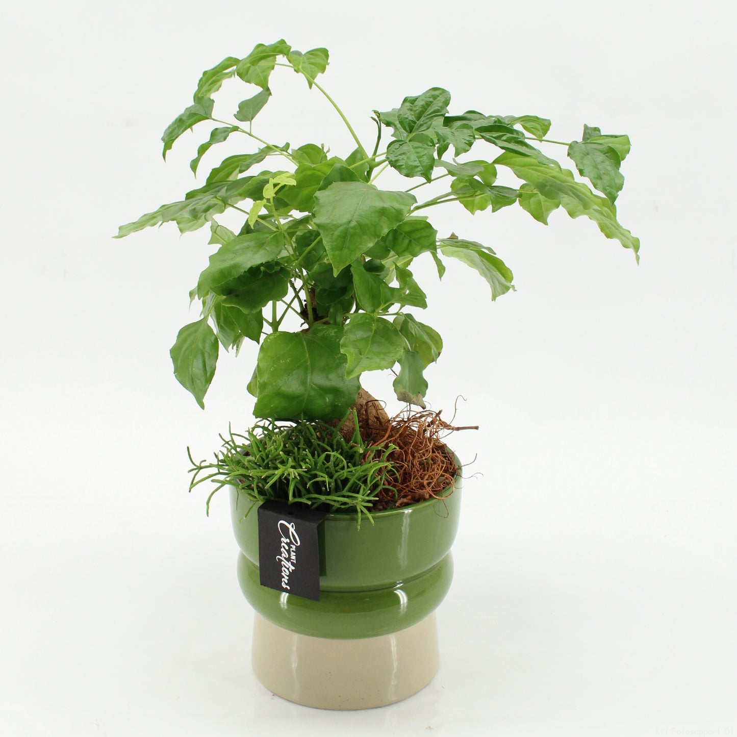 arr. Kamerplanten GRCR-2637 40cm 14cm Pot