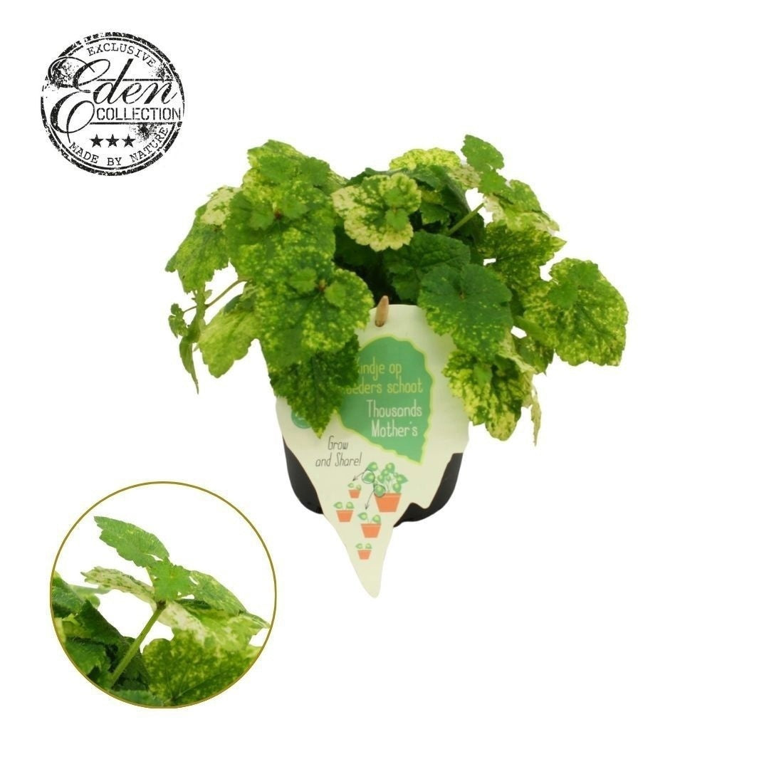 Tolmiea menziesii Variegata 20cm 12cm Pot