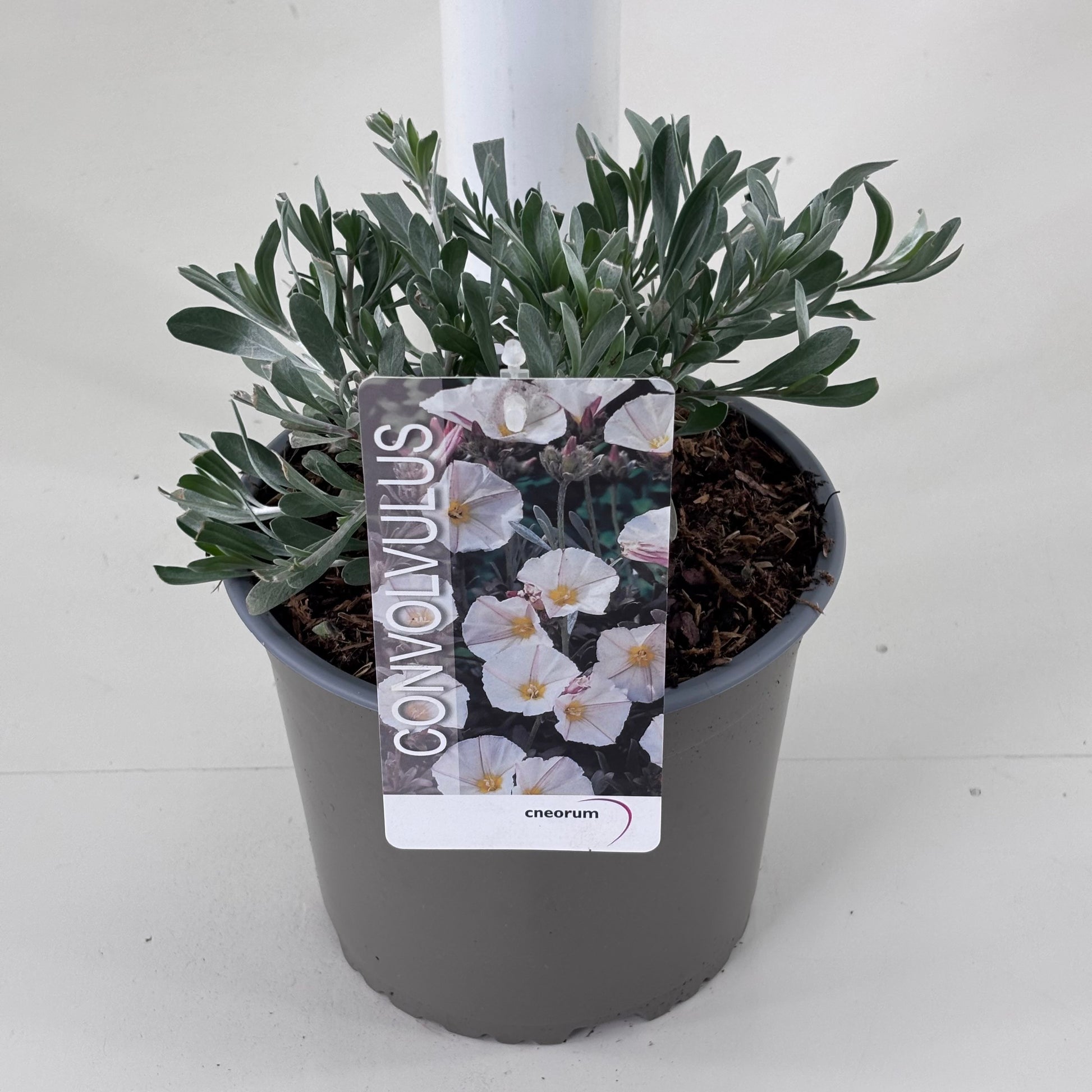 Convolvulus cneorum 20cm 19cm Pot
