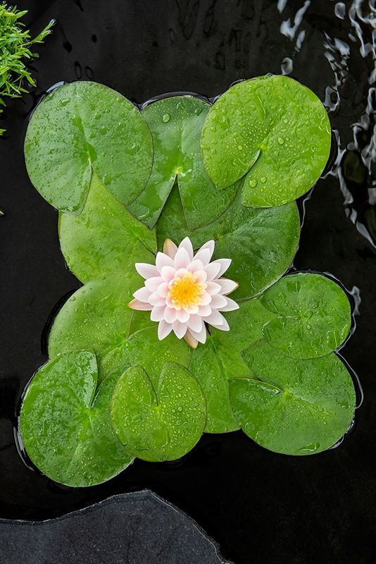 Nymphaea Ray Davies 30cm 11cm Pot
