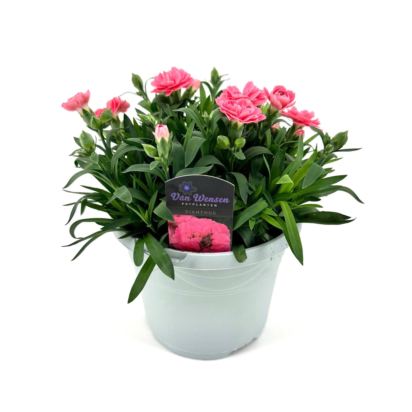 Dianthus Oscar Pink 25cm 17cm Pot