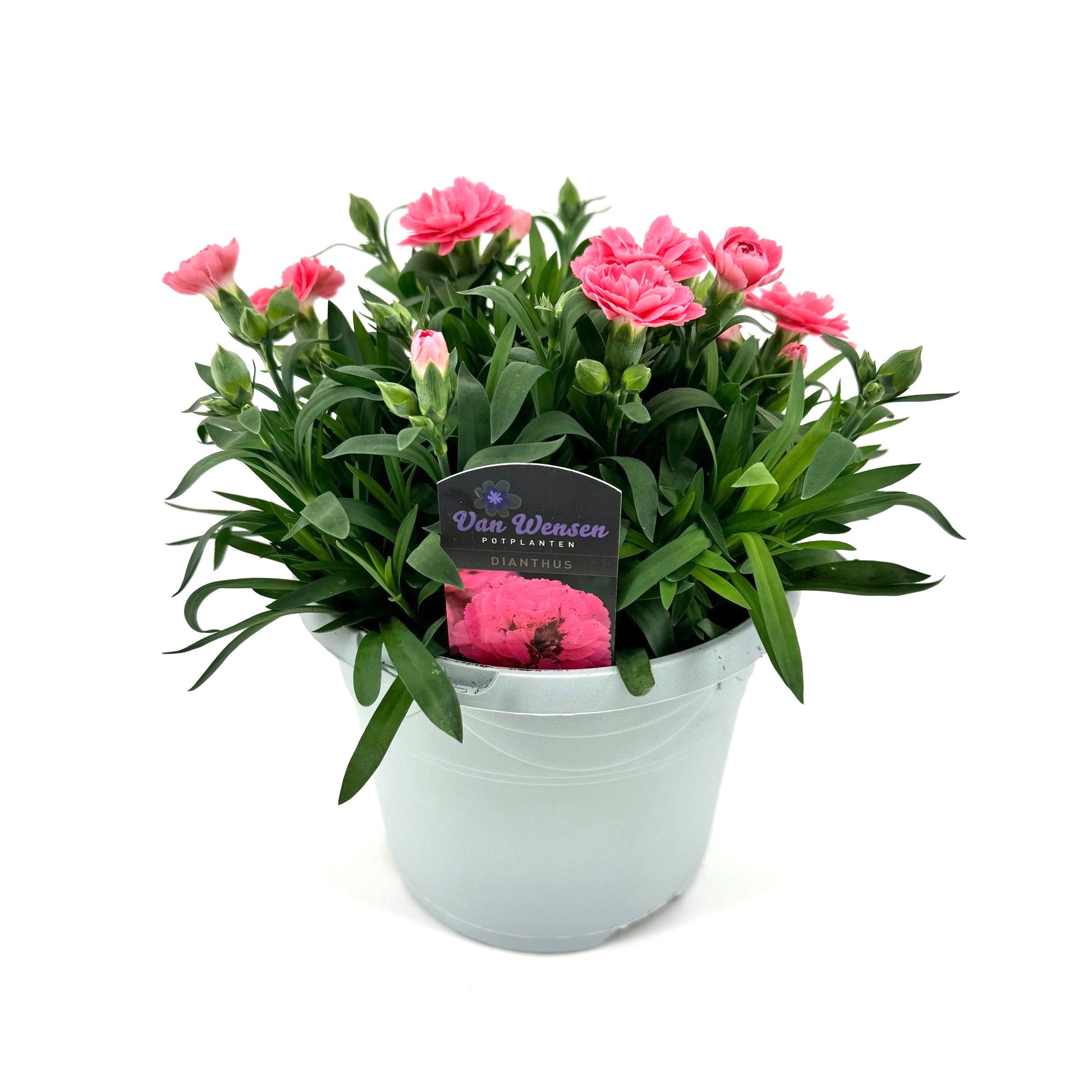 Dianthus Oscar Pink 25cm 17cm Pot