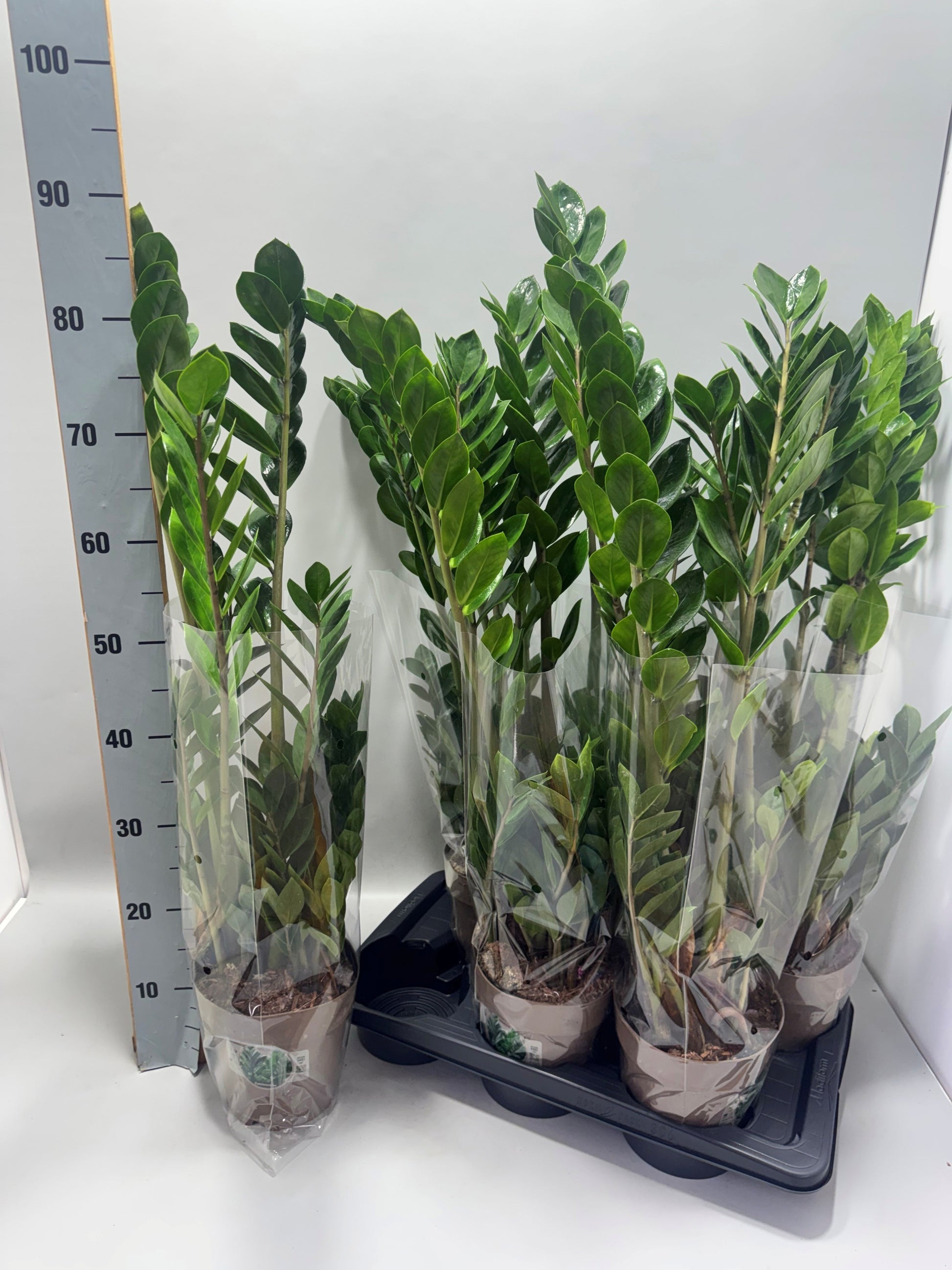 Zamioculcas zamiifolia 90cm 17cm Pot