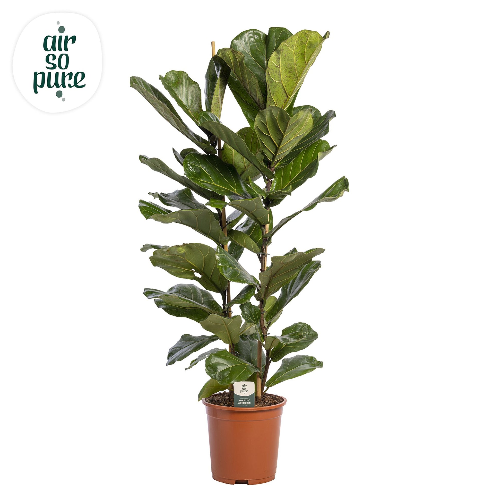 Ficus lyrata 140cm 27cm Pot