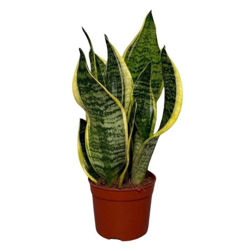 Growplant Sansevieria Futura Superba Pack of 18
