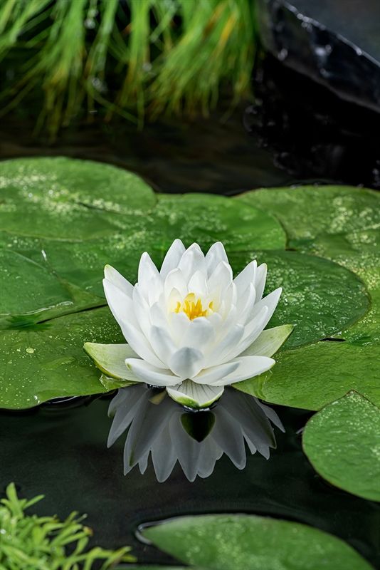 Nymphaea Perry's Double White 30cm 11cm Pot