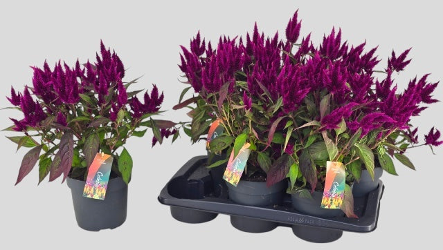 Celosia Atomic Deep Purple 48cm 17cm Pot