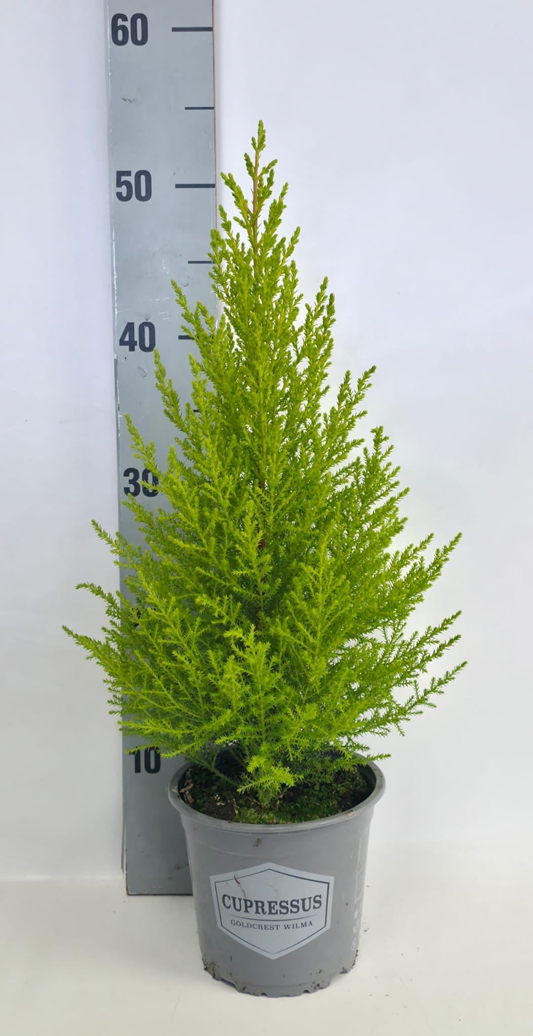 Cupressus Goldcrest Wilma 50cm 14cm Pot