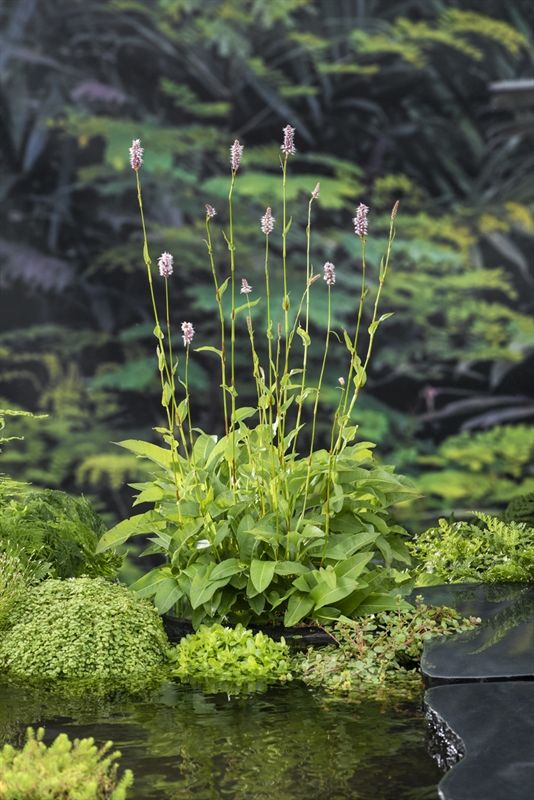 Polygonum Bistorta 20cm 9cm Pot