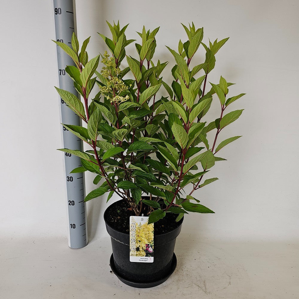 Hydrangea paniculata 60cm 29cm Pot