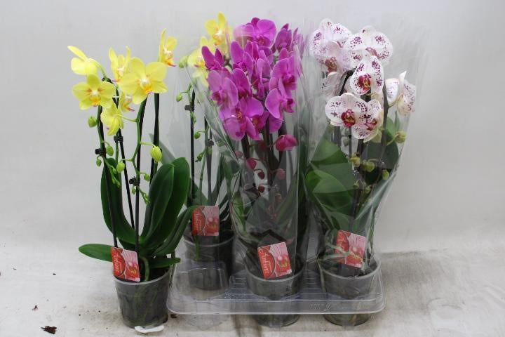 Konst & Zn. BV, Kw. J.P. Phalaenopsis Elegant cascade Pack of 6