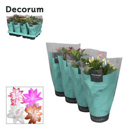 Schlumbergera mix 18cm 9cm Pot