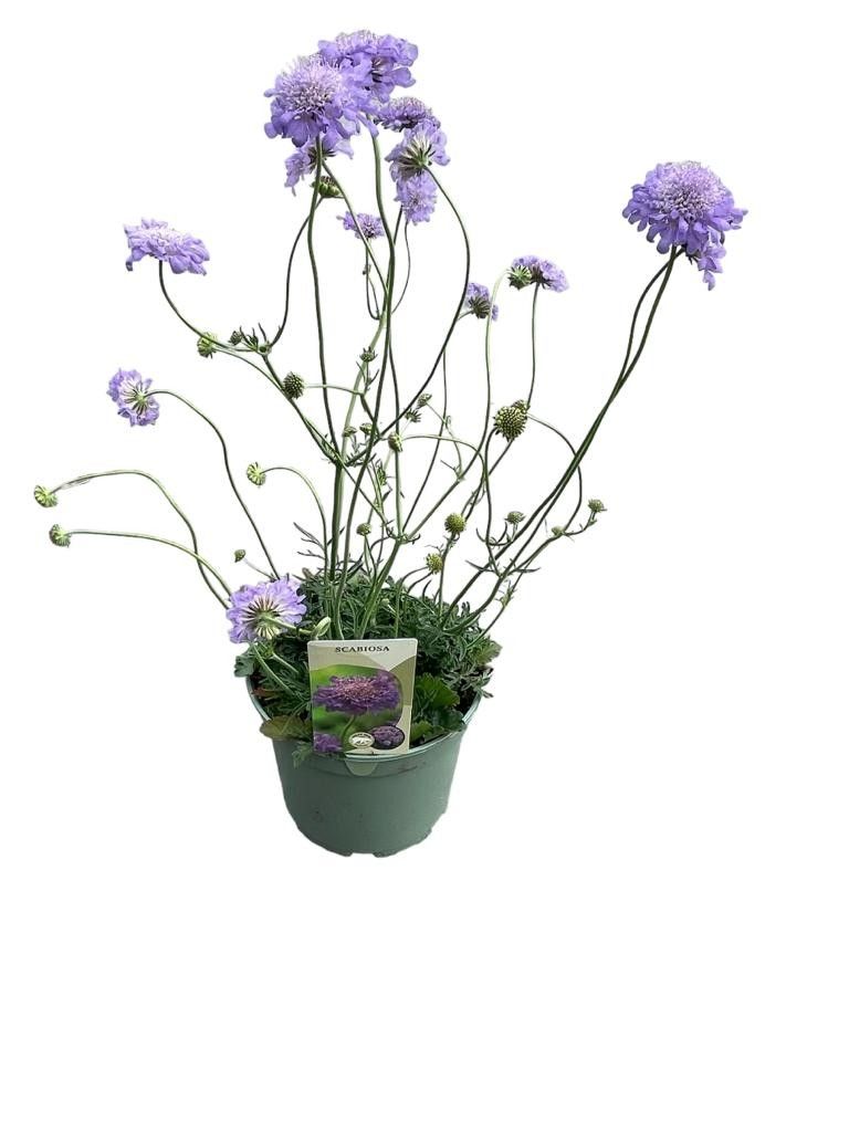 Scabiosa col. Butterfly Blue 45cm 19cm Pot