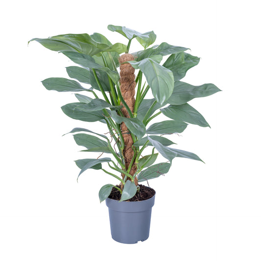 Philodendron Silver Queen 65cm 17cm Pot