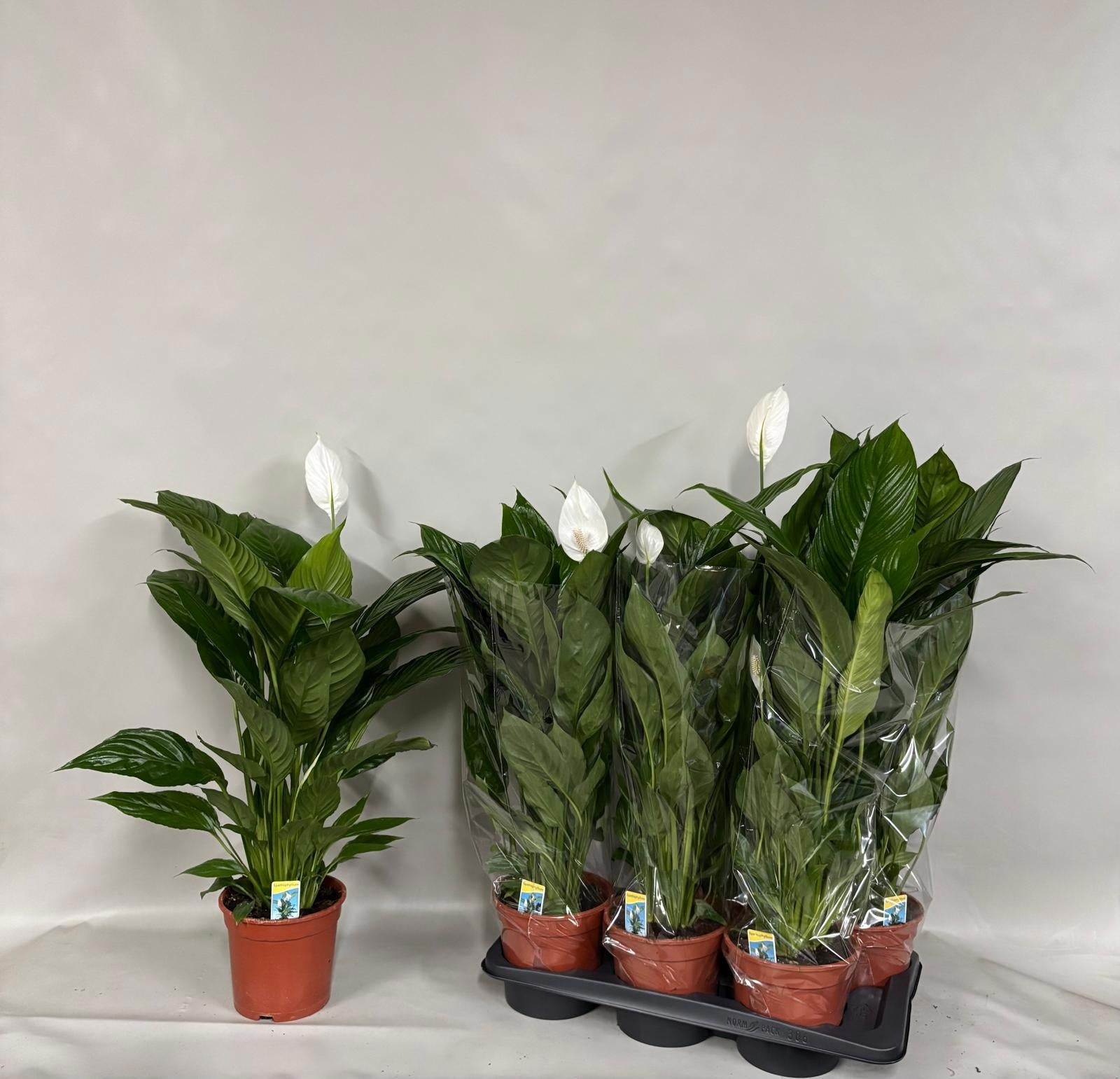 Spathiphyllum Verdi 70cm 17cm Pot