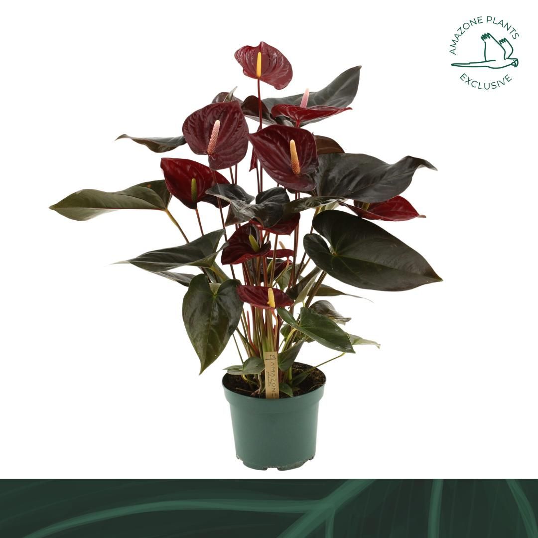 Anthurium Delicata 65cm 17cm Pot