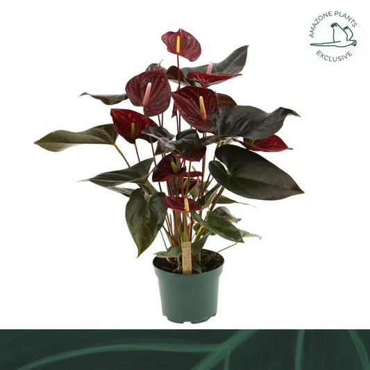 Anthurium Delicata 65cm 17cm Pot