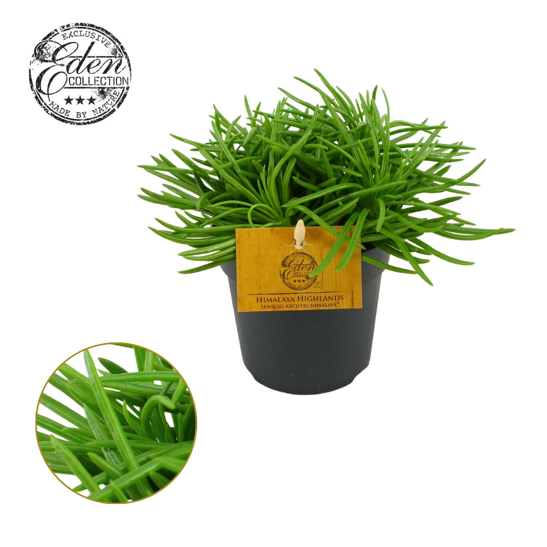 Senecio Himalaya 15cm 510cm Pot