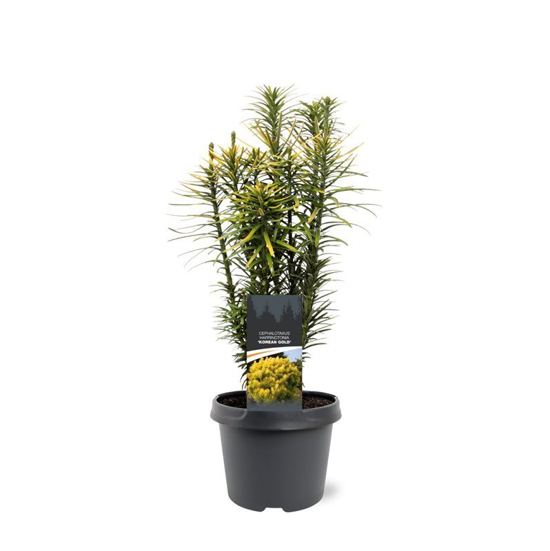 Cephalotaxus Korean Gold 35cm 19cm Pot