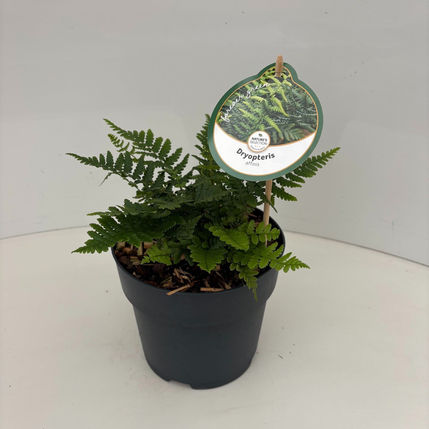 Dryopteris affinis 40cm 17cm Pot