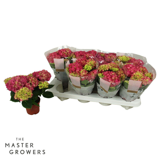 Hydrangea macr. Tabletensia red 15cm 10cm Pot