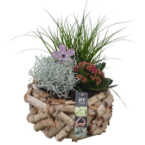 PTSO6026 Arrangementen Tuinplanten 36cm 24cm Pot