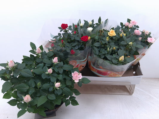 Rosa Favourite mix 4 col. 30cm 20cm Pot
