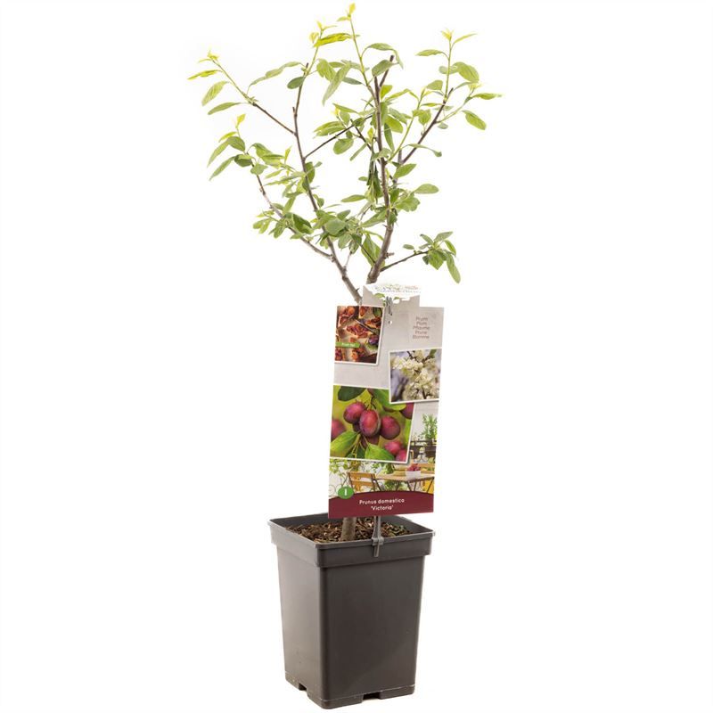 Prunus dom. Victoria patio 90cm 18cm Pot