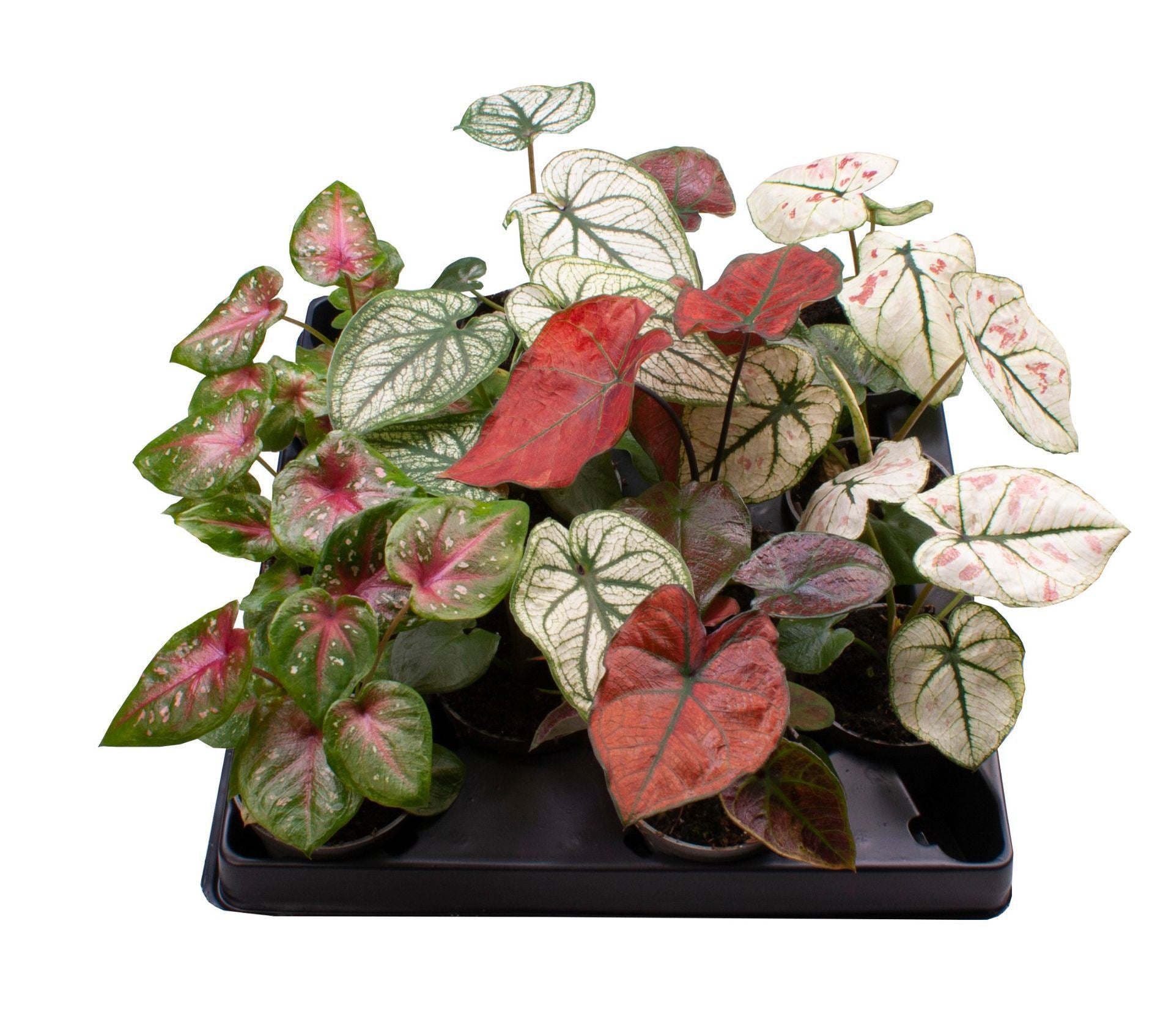 Caladium mix 12cm 6cm Pot