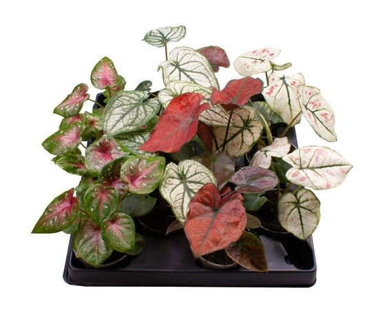 Caladium mix 12cm 6cm Pot