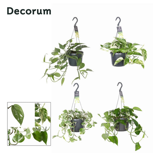 Epipremnum pinnatum mixed hanging pot 35cm 17cm Pot