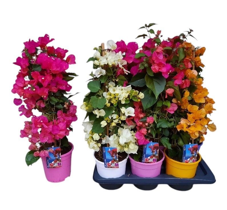 Bougainvillea Dania 70cm 17cm Pot