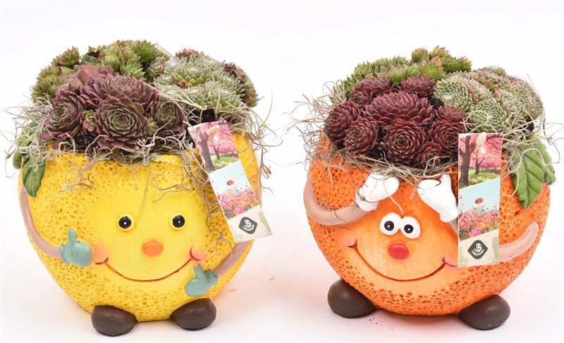 arr. Sempervivum 16cm Pot