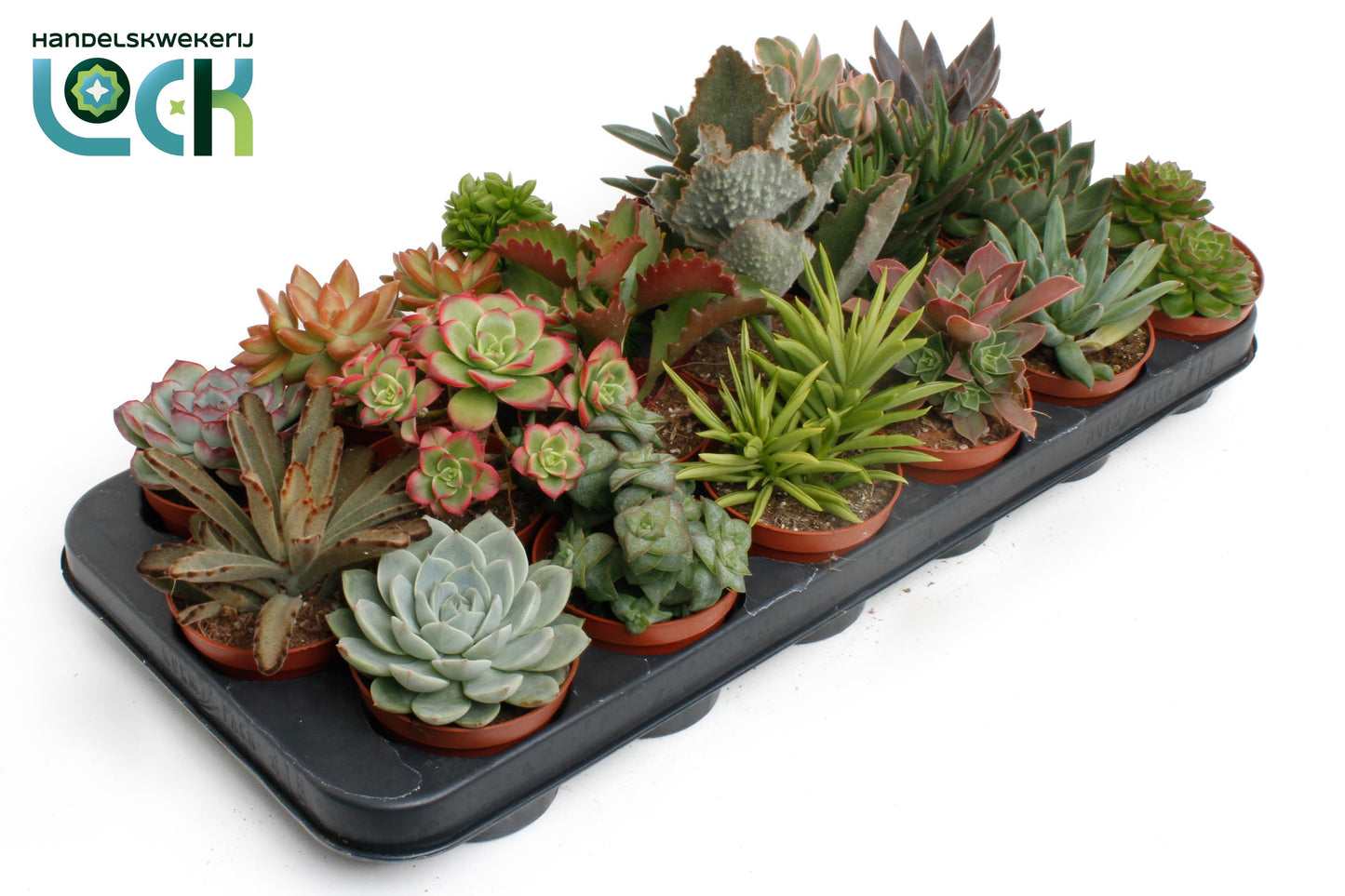 Succulenten mix 15cm 8.5cm Pot