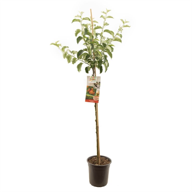 Malus Jonagold Highwood 200cm 27cm Pot
