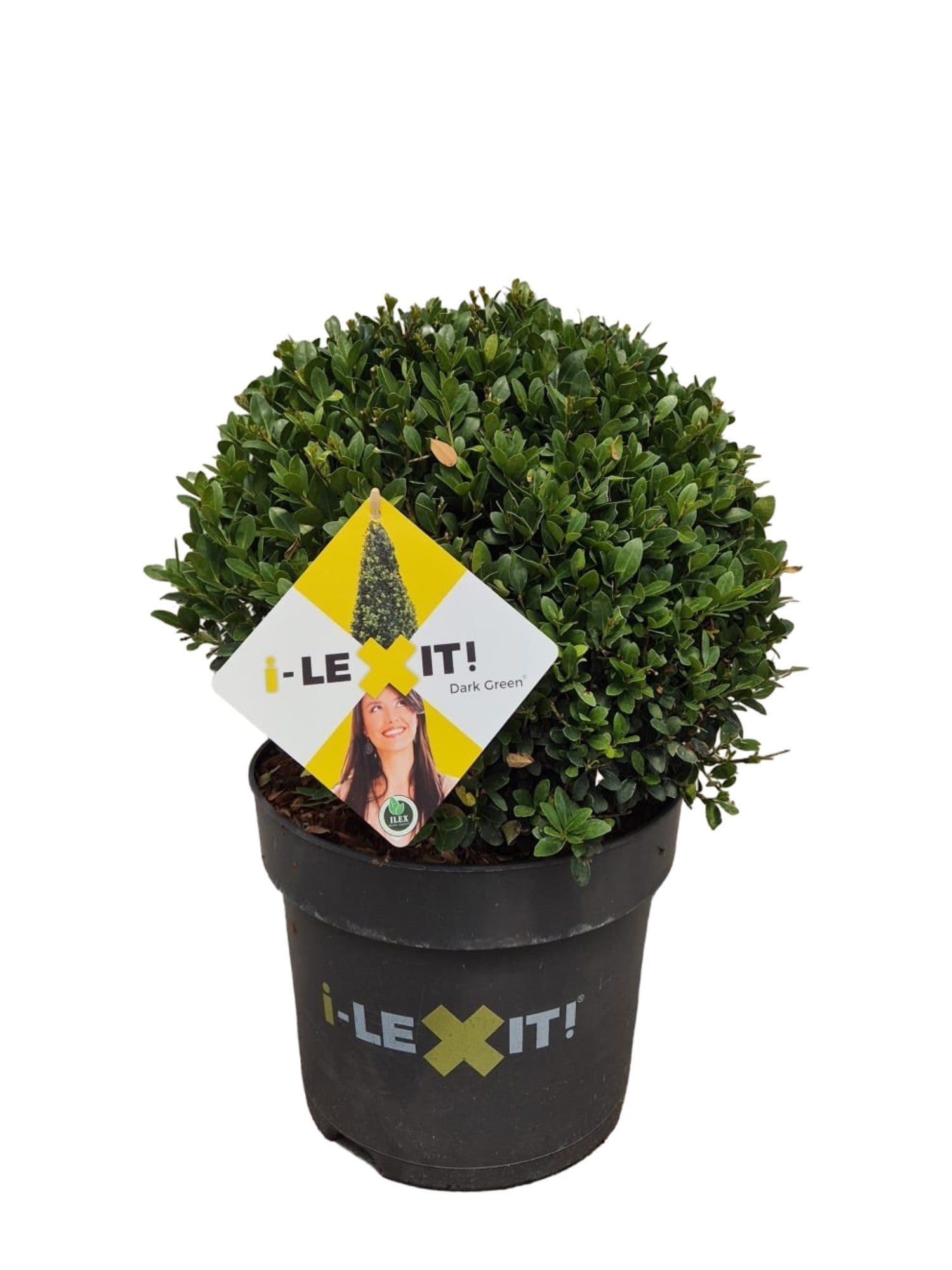 Ilex crenata Dark Green ball 45cm 26cm Pot