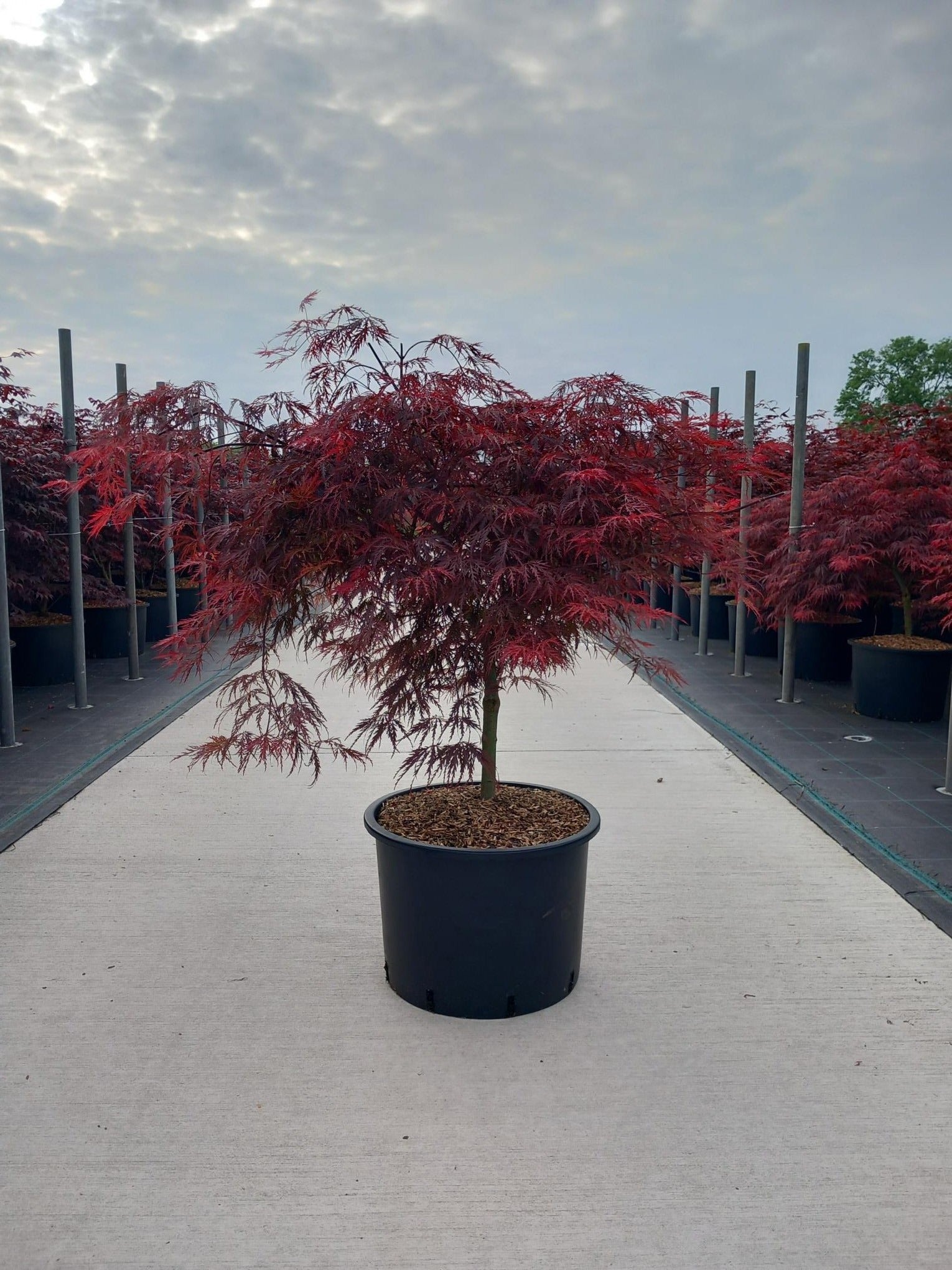 Acer palm. Inaba-shidare 110cm 45cm Pot