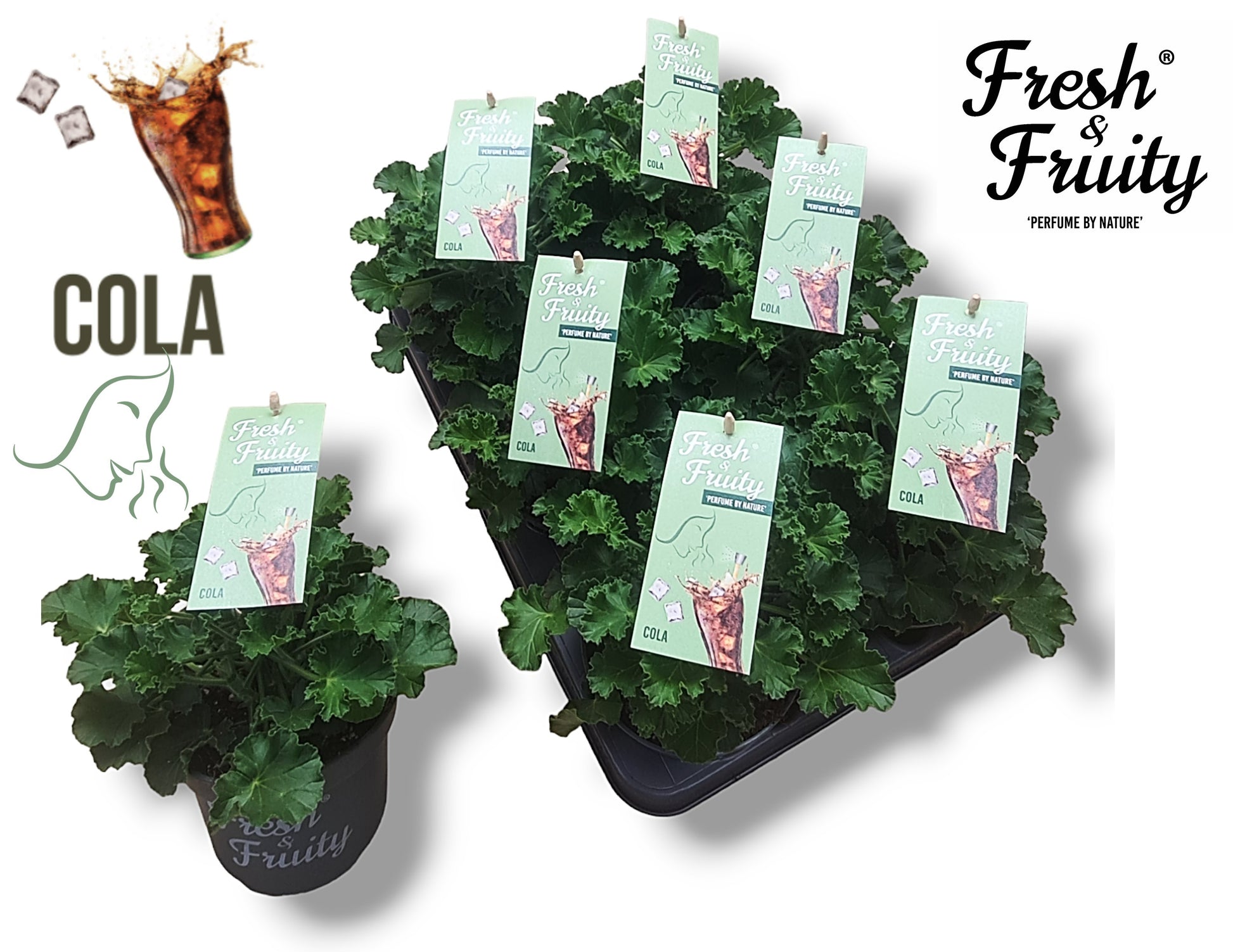 Pel. Fresh&Fruity Cola fresh 25cm 12cm Pot