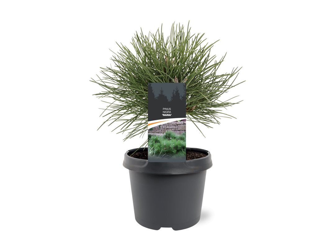 Pinus nigra Nana 30cm 19cm Pot