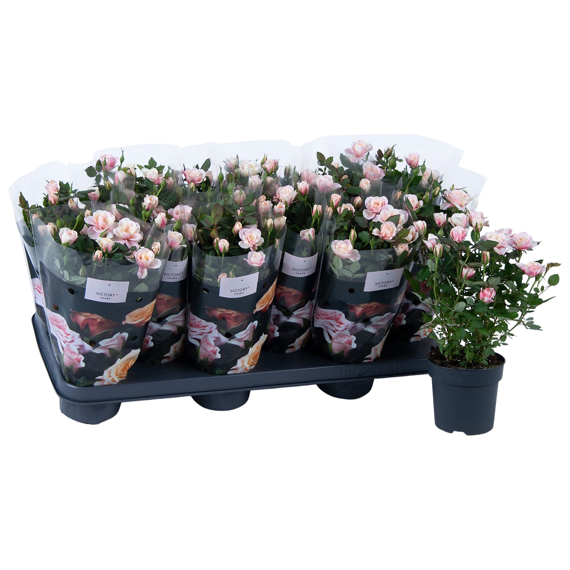 Rosa victory Piia 28cm 510cm Pot
