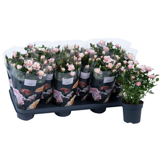 Rosa victory Piia 28cm 510cm Pot